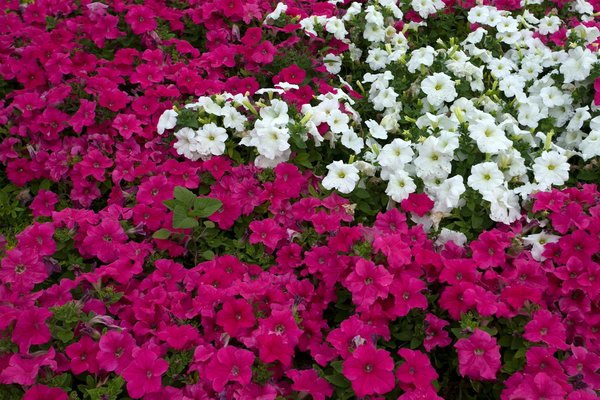 Toitures: comprendre les garanties et les assurances