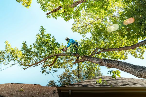 Meilleures pratiques pour l'élagage des arbres à Tarbes