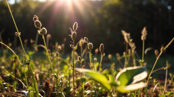 Top 10 solutions anti nuisible pour une lutte réussie